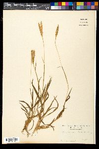 Media resource of Ischaemum aristatum