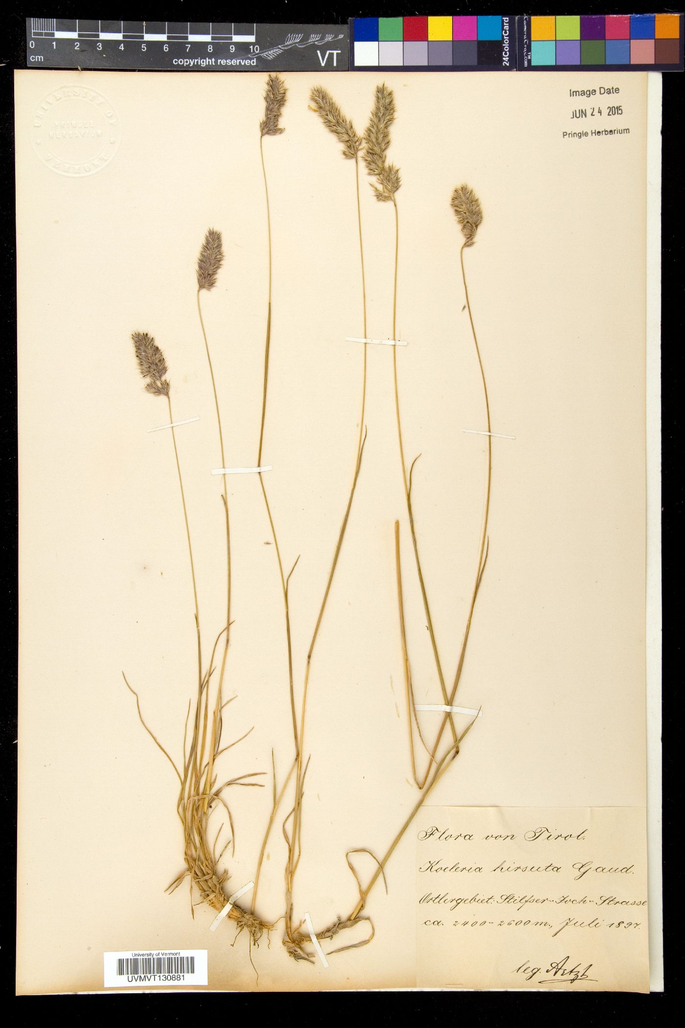 Koeleria hirsuta image
