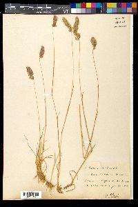 Koeleria hirsuta image