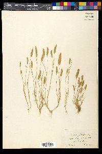 Rostraria cristata image