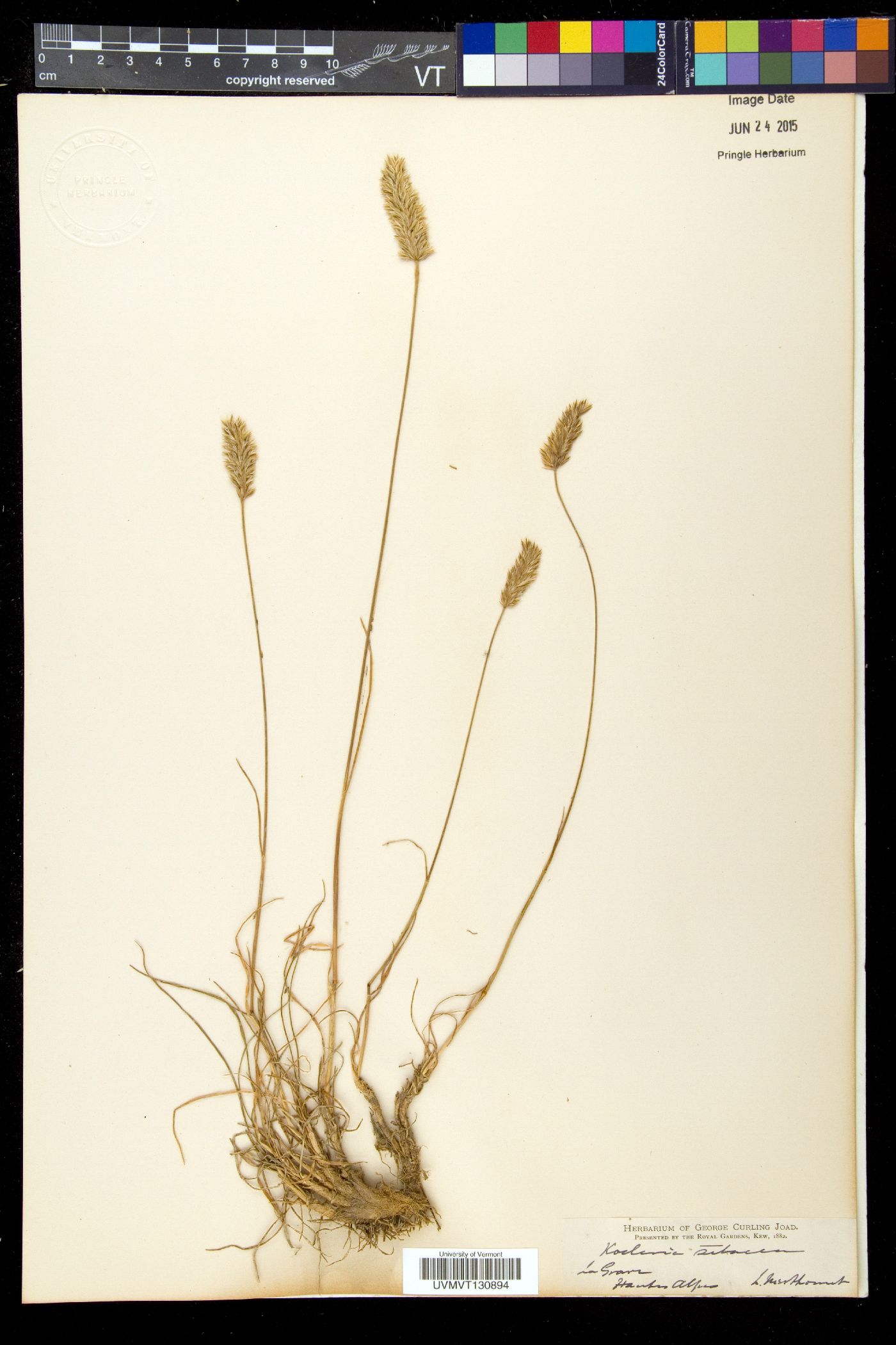 Koeleria vallesiana image