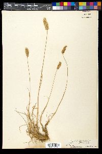 Koeleria vallesiana image