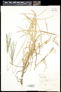 Digitaria texana image