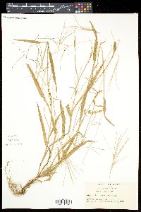 Digitaria violascens image