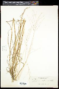 Digitaria violascens image