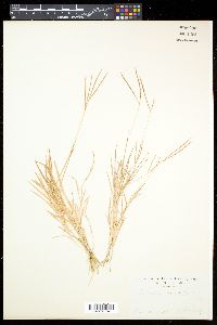 Dimeria ornithopoda image