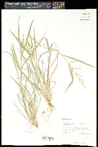 Echinochloa colona image