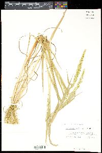 Echinochloa colona image