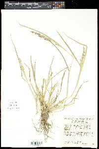 Echinochloa muricata var. microstachya image