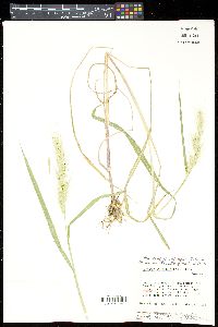 Echinochloa walteri image