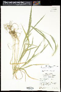 Elymus riparius image