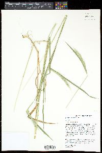 Elymus villosus image