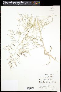 Eragrostis curtipedicellata image