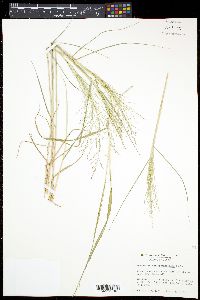 Eragrostis curtipedicellata image