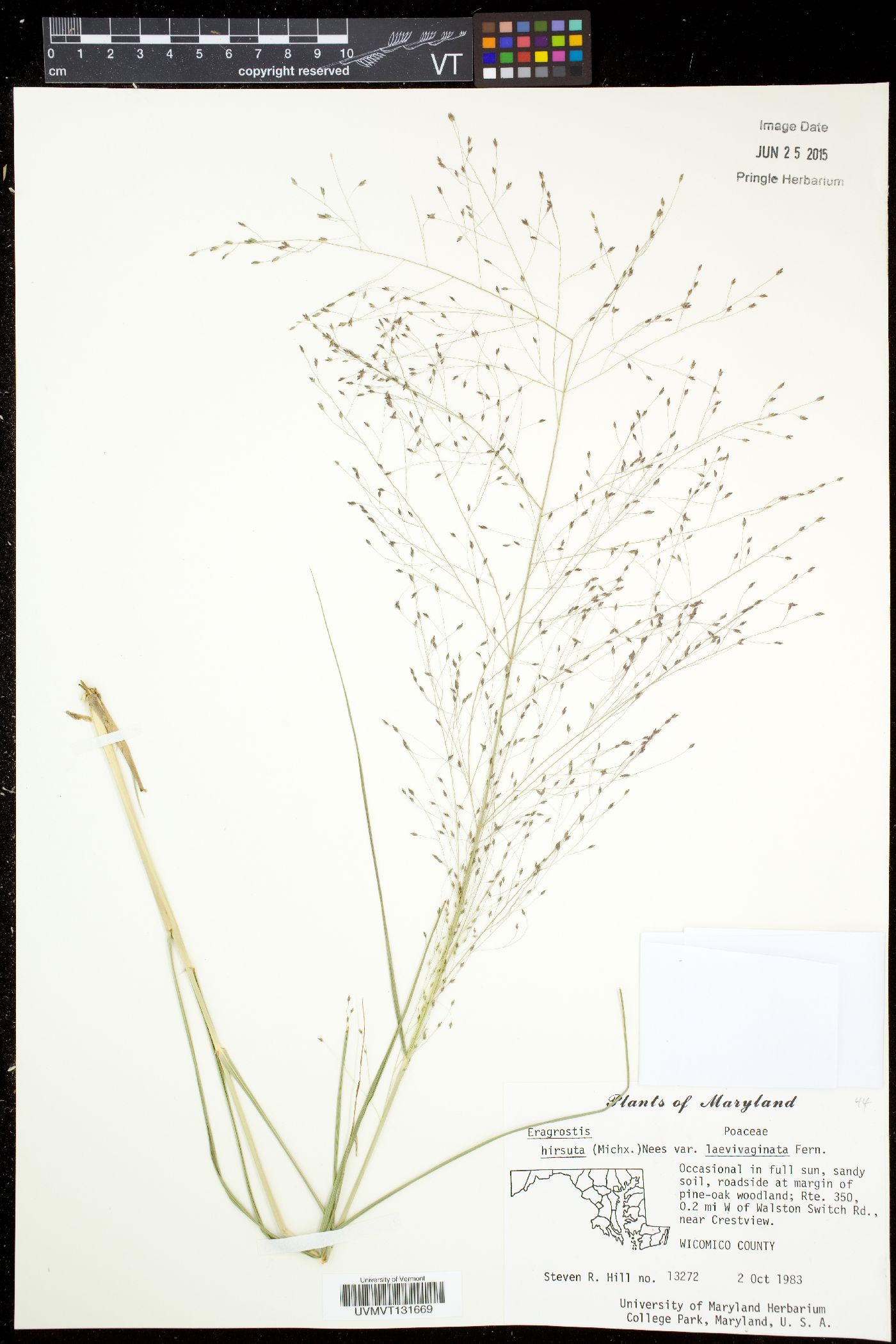 Eragrostis hirsuta var. laevivaginata image