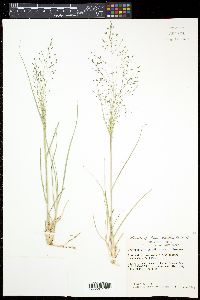 Eragrostis intermedia image