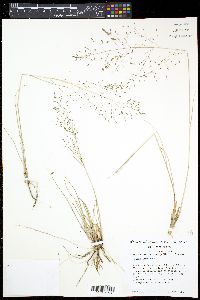 Eragrostis intermedia image