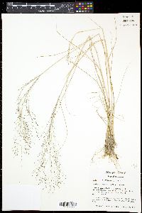 Eragrostis intermedia image