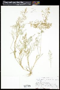 Eragrostis minor image