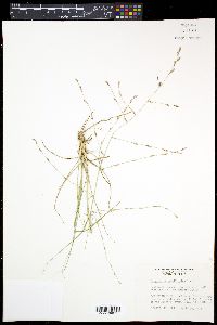 Eragrostis sessilispica image