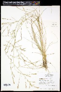 Eragrostis sessilispica image