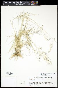 Eragrostis tenuifolia image