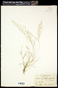 Eragrostis tenella image
