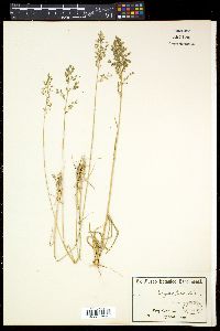 Eragrostis racemosa image