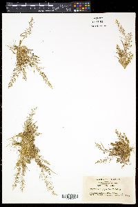 Eragrostis japonica image