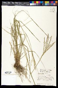 Disakisperma dubium image
