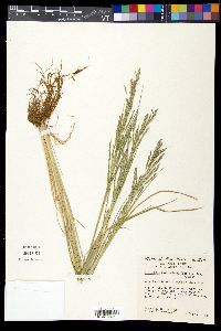 Diplachne fusca image