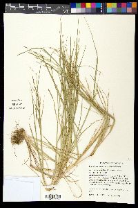 Diplachne fusca subsp. fascicularis image