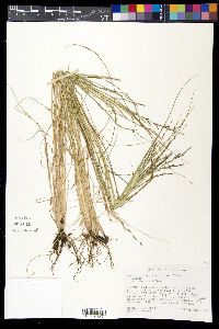 Diplachne fusca subsp. fascicularis image