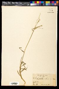 Dinebra chinensis image