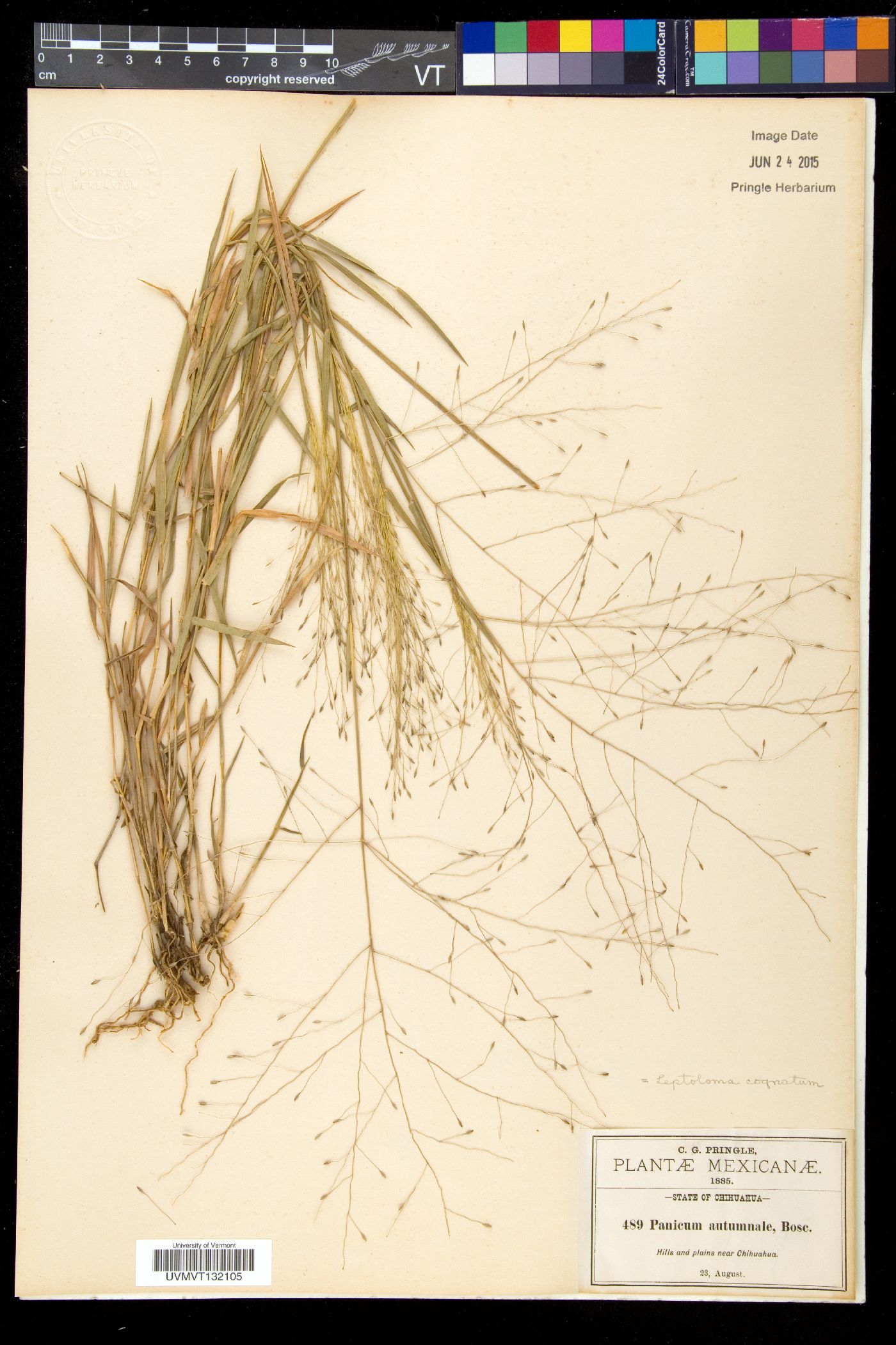 Leptoloma image