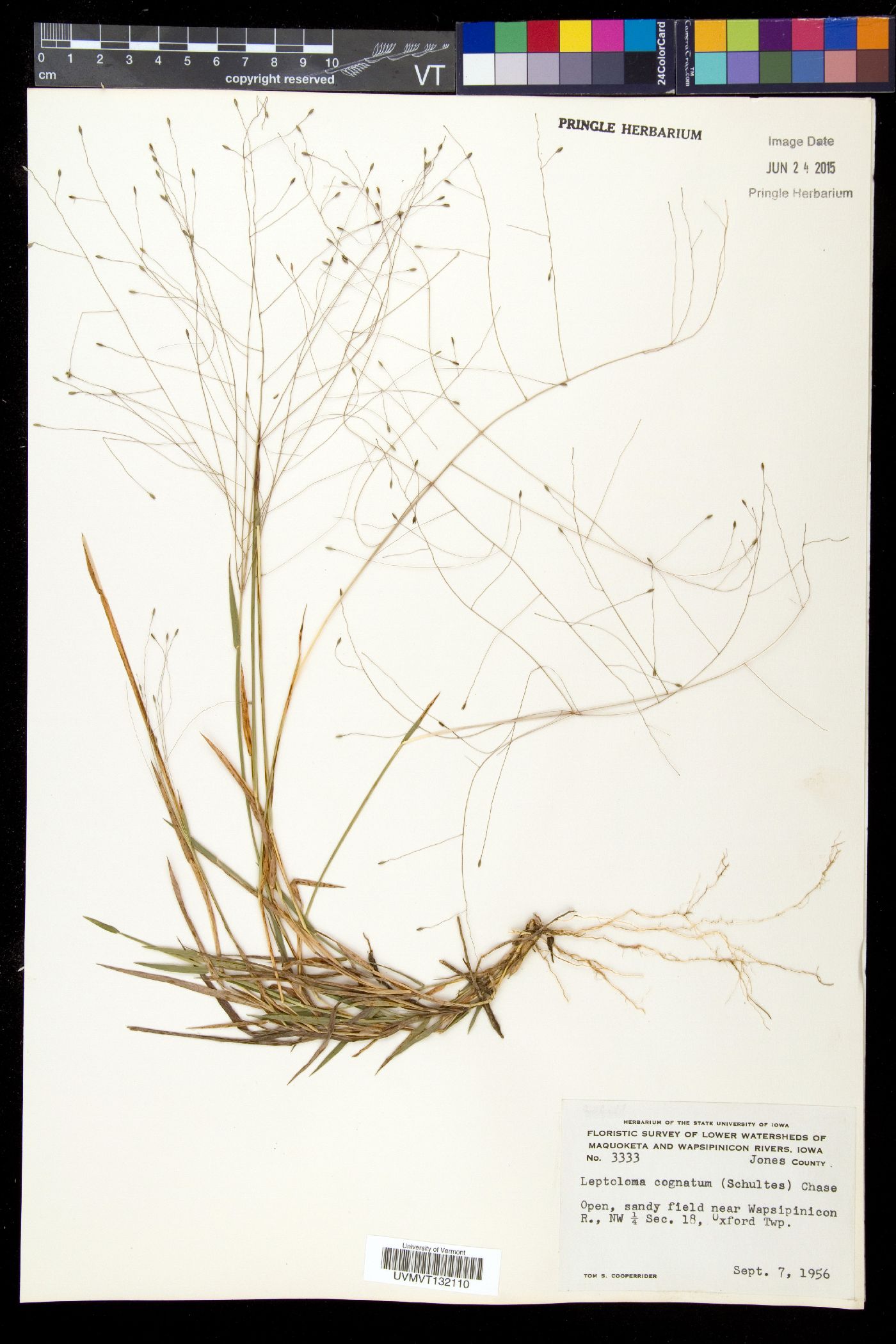 Leptoloma image