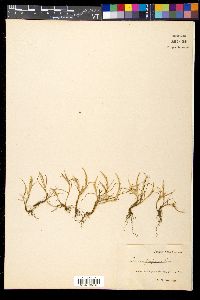 Lepturus filiformis image