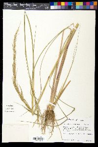 Dinebra nealleyi image