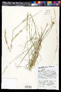 Melica frutescens image