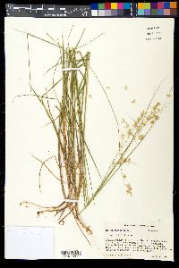 Melica mutica image