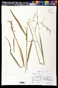 Melica nitens image