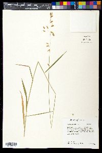Melica nitens image