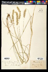 Melica ciliata image