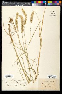Melica ciliata image
