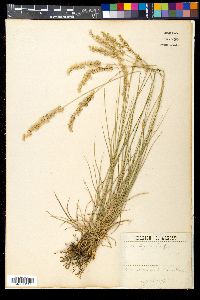 Melica ciliata image