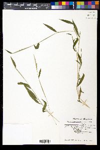 Microstegium vimineum image