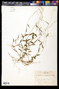 Microstegium japonicum image