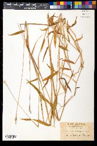 Microstegium vimineum image