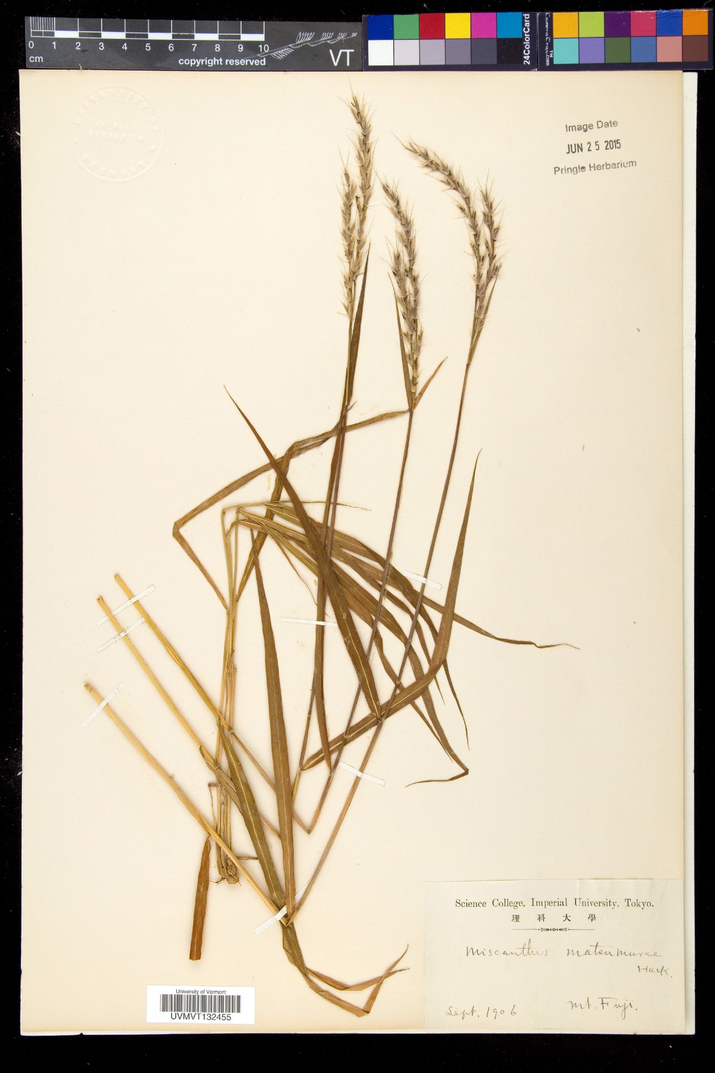 Miscanthus oligostachyus image
