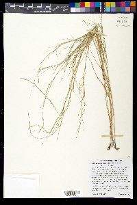 Muhlenbergia cuspidata image